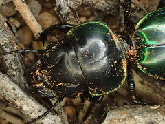 Carenum habitans