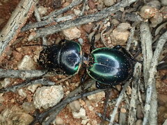 Carenum habitans