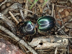 Carenum habitans