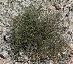 Fagonia laevis