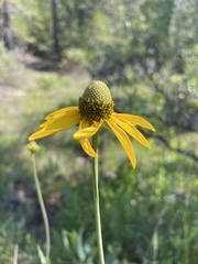 Rudbeckia californica
