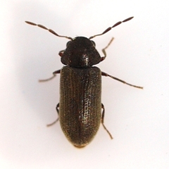 Oligomerus