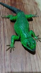 Sceloporus formosus