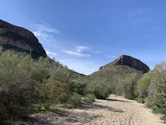 Parkinsonia microphylla