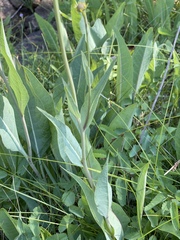 Rudbeckia californica