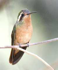 Basilinna xantusii