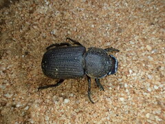 Cryptodus caviceps