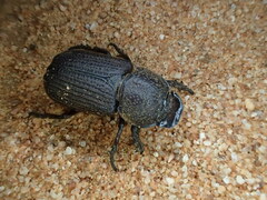 Cryptodus caviceps