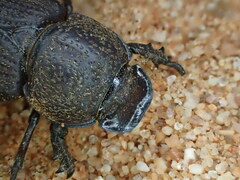 Cryptodus caviceps