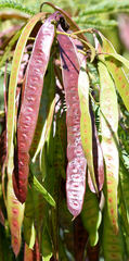 Leucaena diversifolia