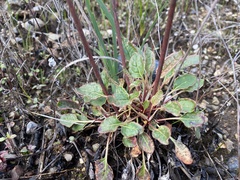 Eriogonum nudum