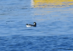 Synthliboramphus antiquus