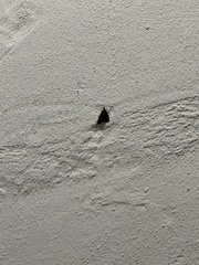 Hypena scabra