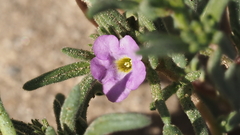 Nama hispida spathulata