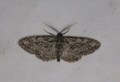Iridopsis vellivolata