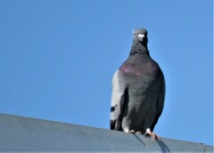 Columba livia domestica