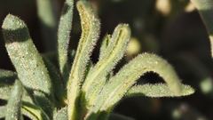 Nama hispida spathulata