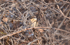 Thryothorus ludovicianus