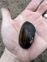 Uniomerus tetralasmus