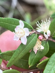 Austromyrtus