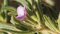 Nama hispida spathulata