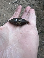 Uniomerus tetralasmus