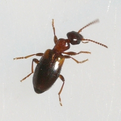 Omonadus floralis