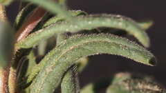 Nama hispida spathulata