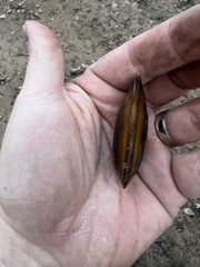 Uniomerus tetralasmus