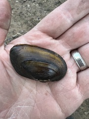 Uniomerus tetralasmus