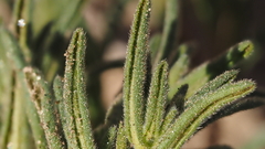 Nama hispida spathulata