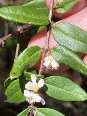 Austromyrtus