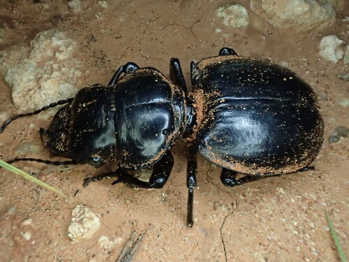 Euryscaphus