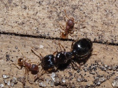 Pheidole navigans