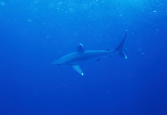 Carcharhinus albimarginatus