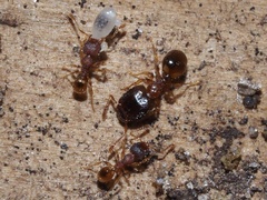Pheidole navigans