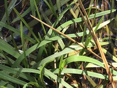 Sparganium americanum