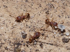 Pheidole navigans