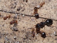 Pheidole navigans