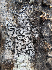 Opegrapha