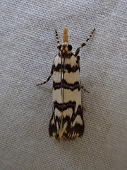 Hednotodes callichroa