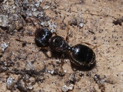 Pheidole navigans