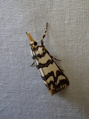 Hednotodes callichroa