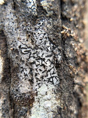 Opegrapha