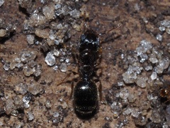 Pheidole navigans