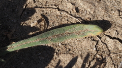 Nama hispida spathulata