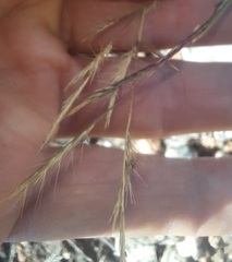 Bouteloua trifida