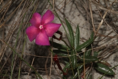Mandevilla tenuifolia