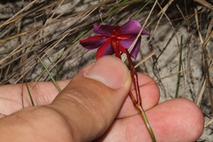 Mandevilla tenuifolia