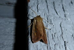 Ichneutica atristriga